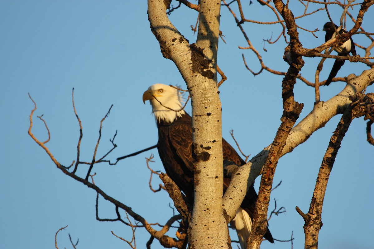 Bald Eagle - ML643210339
