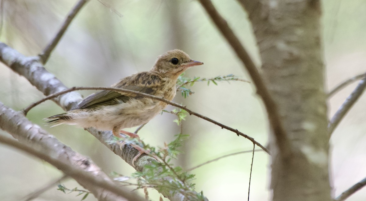 Ovenbird - ML643210346