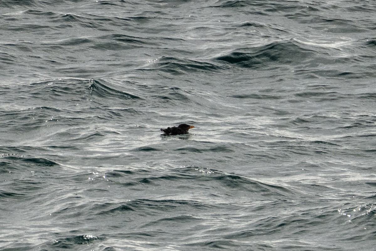 Rhinoceros Auklet - ML643210349