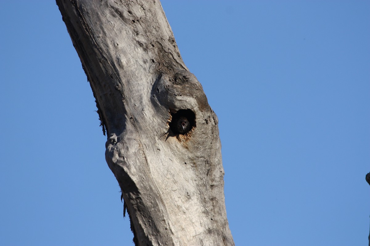 European Starling - ML643210357