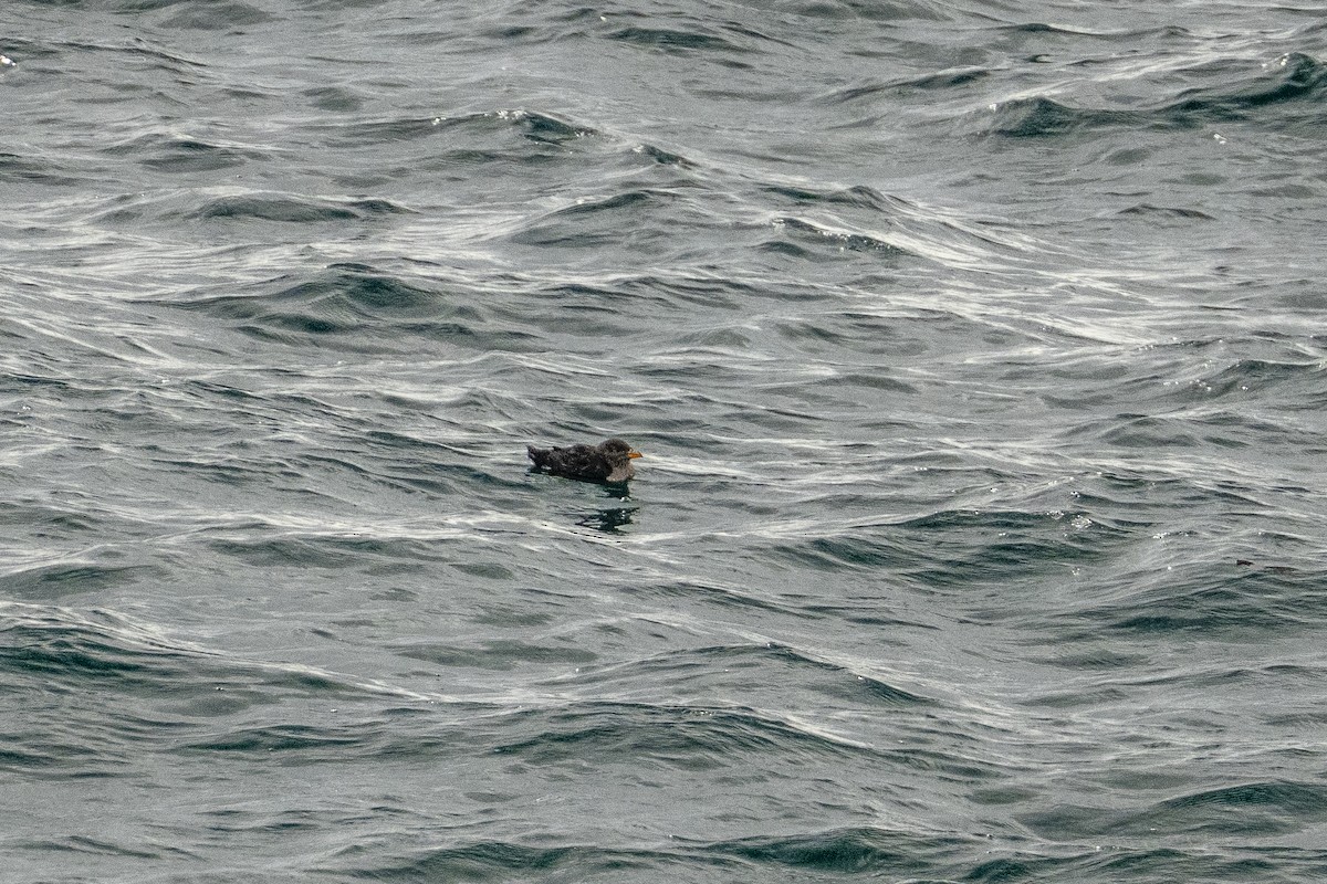 Rhinoceros Auklet - ML643210361