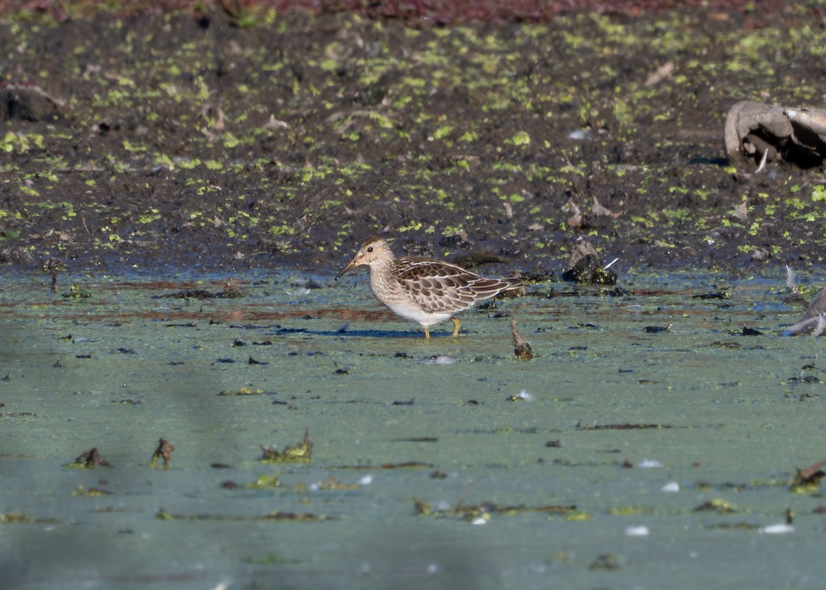 Pectoral Sandpiper - ML643210363