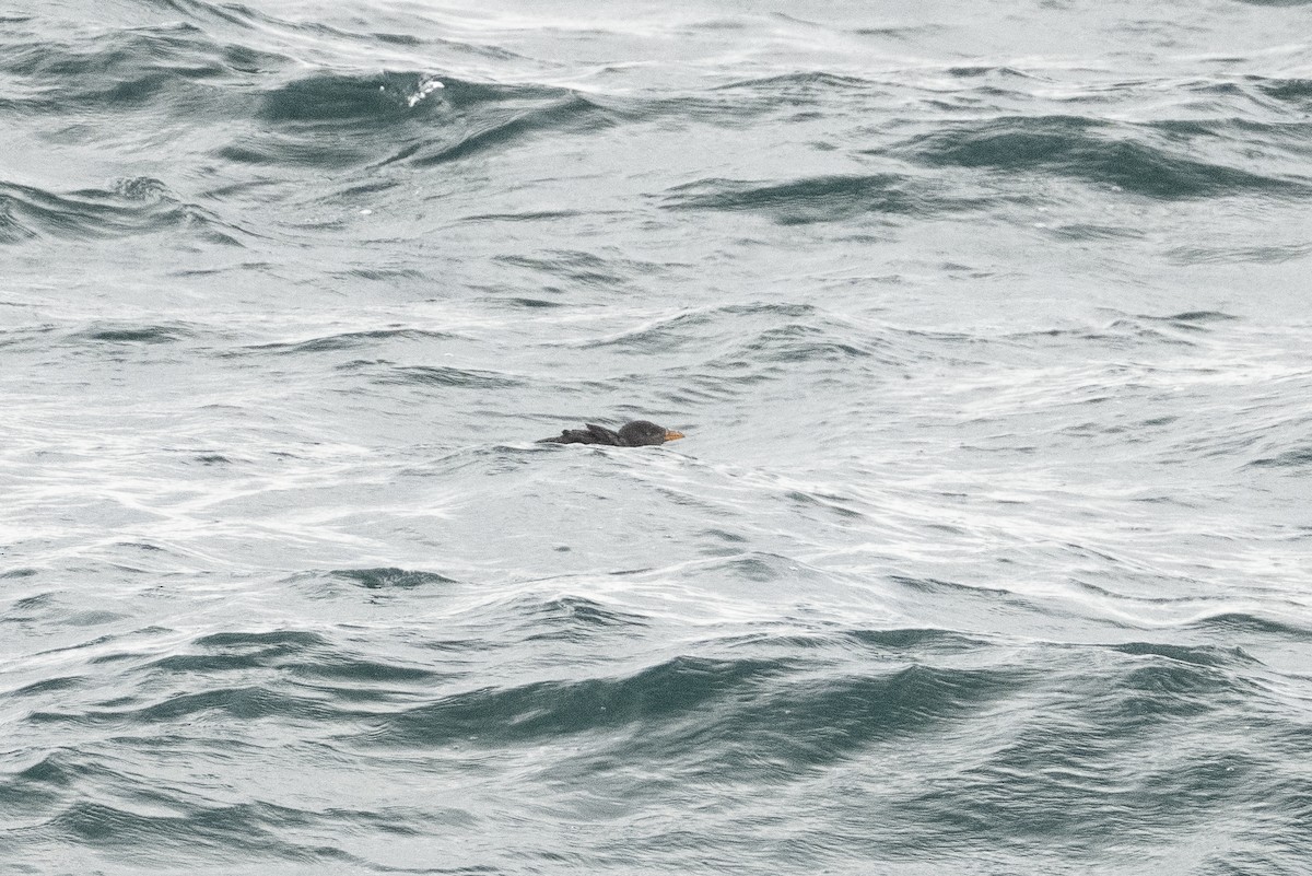 Rhinoceros Auklet - ML643210366