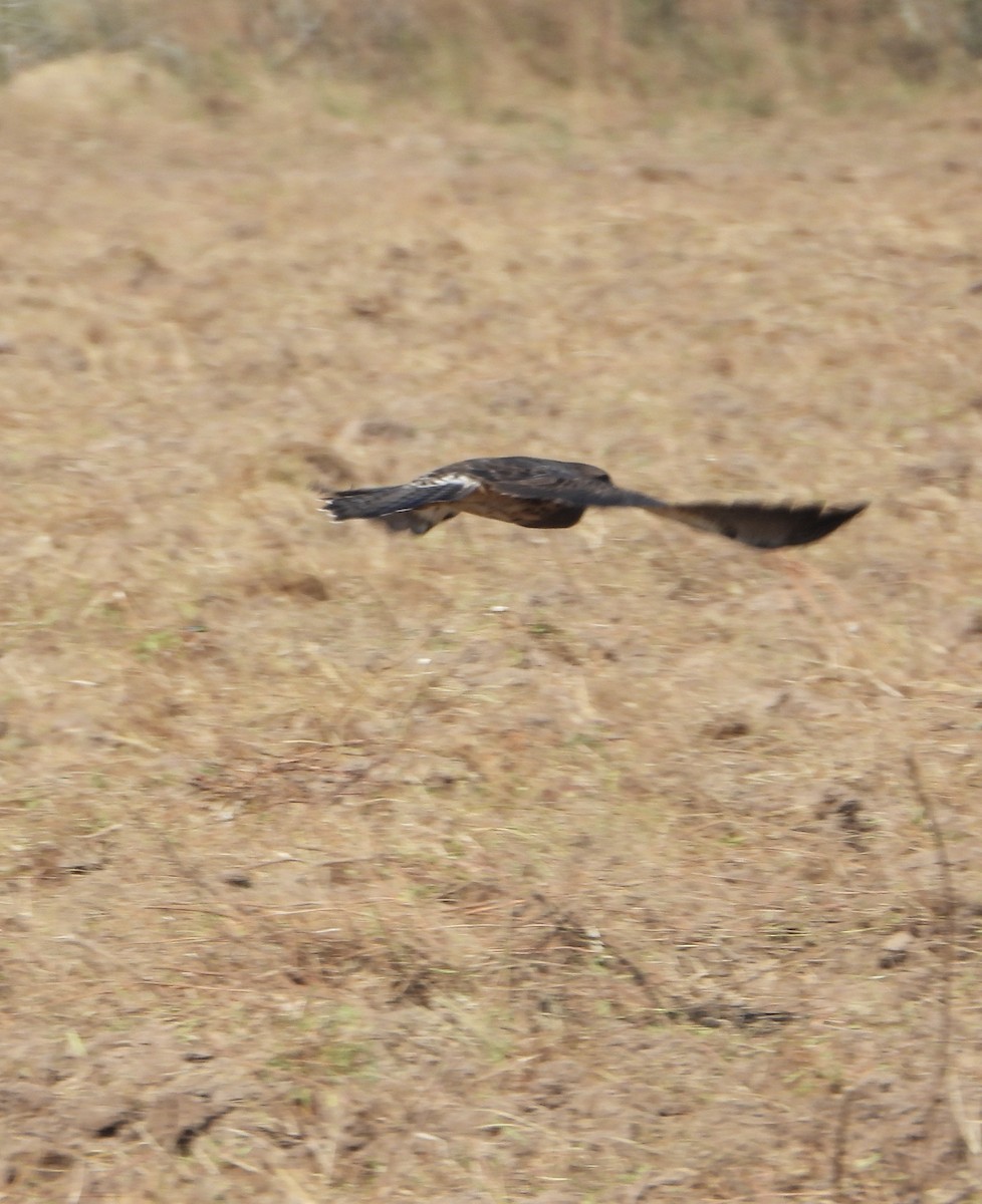 Swainson's Hawk - ML643210371