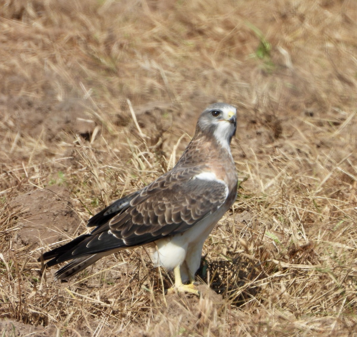 Swainson's Hawk - ML643210372