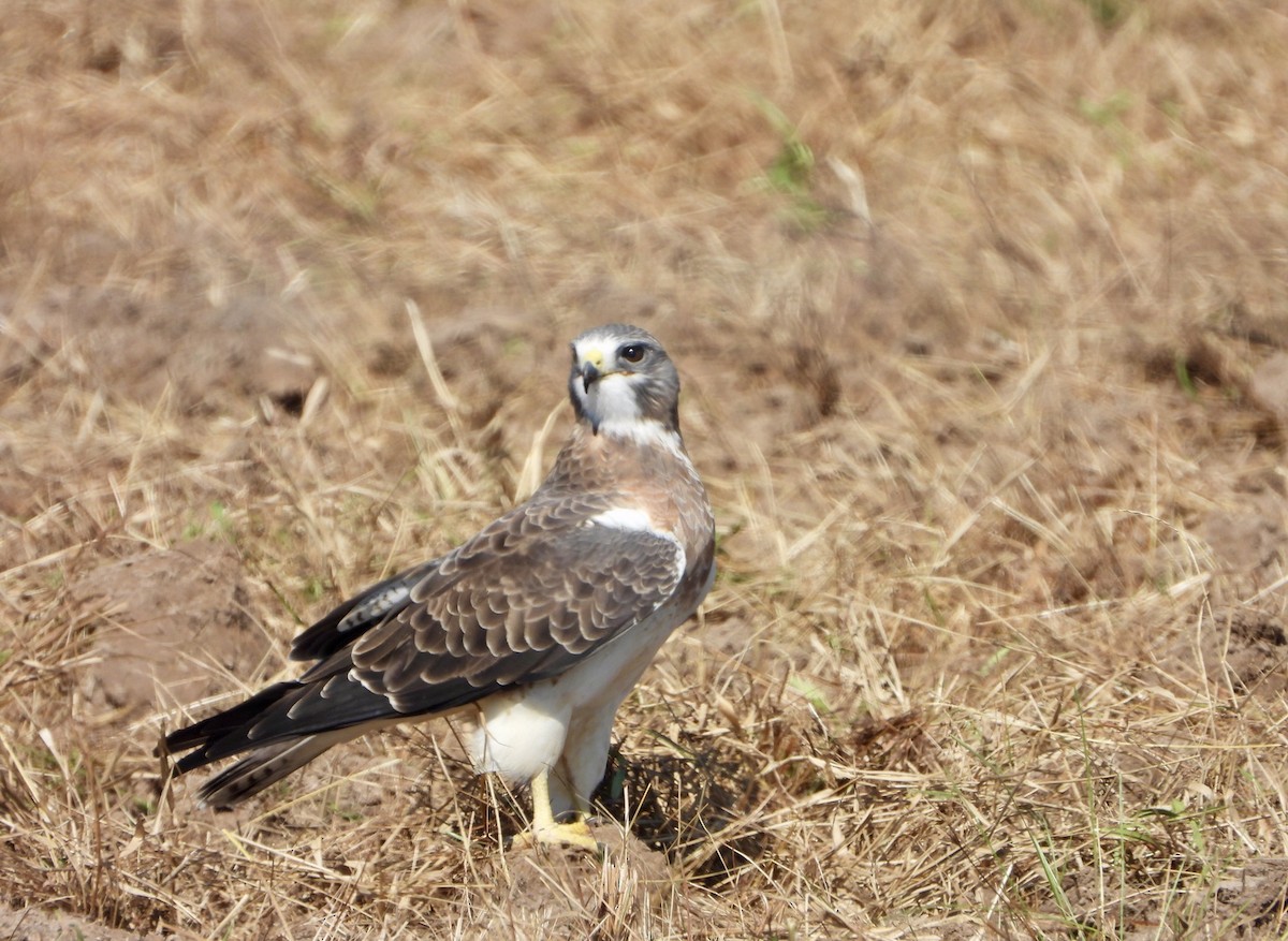 Swainson's Hawk - ML643210373