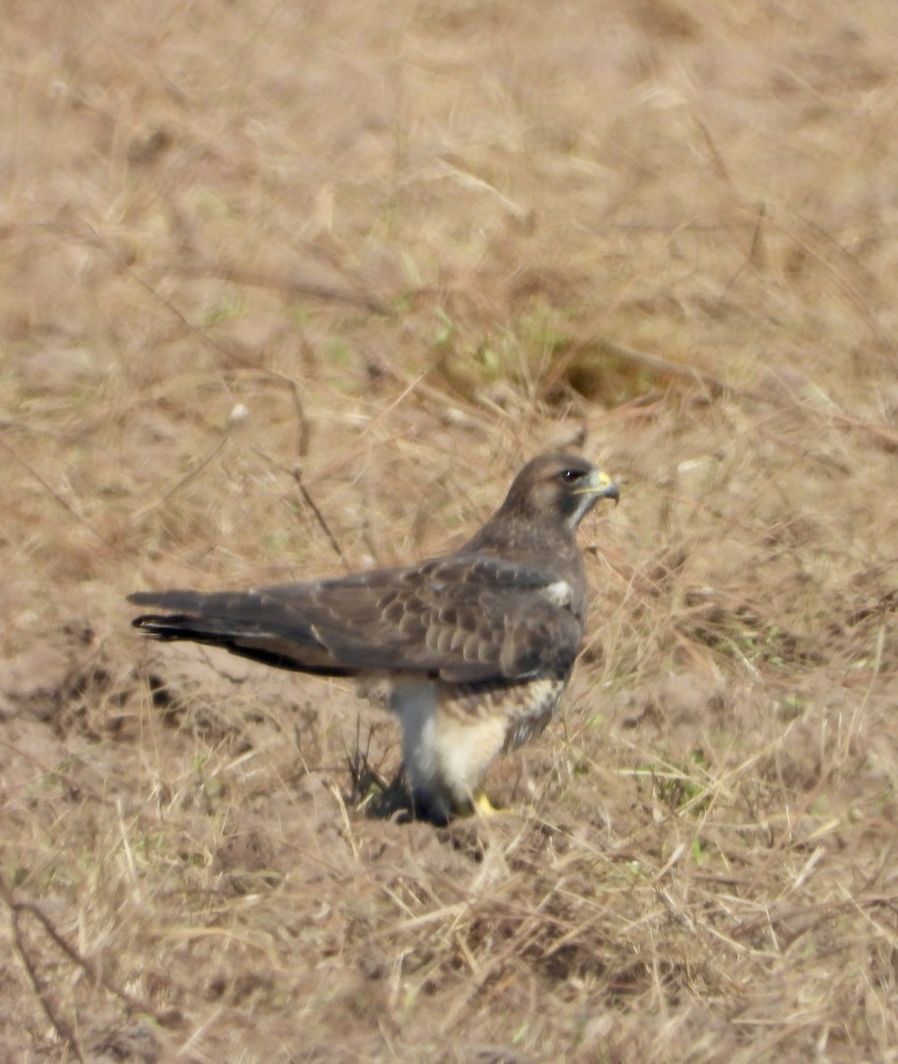 Swainson's Hawk - ML643210374
