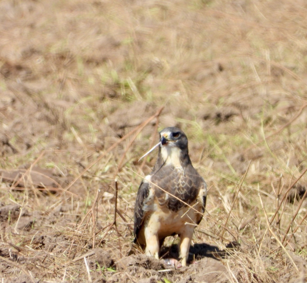 Swainson's Hawk - ML643210375