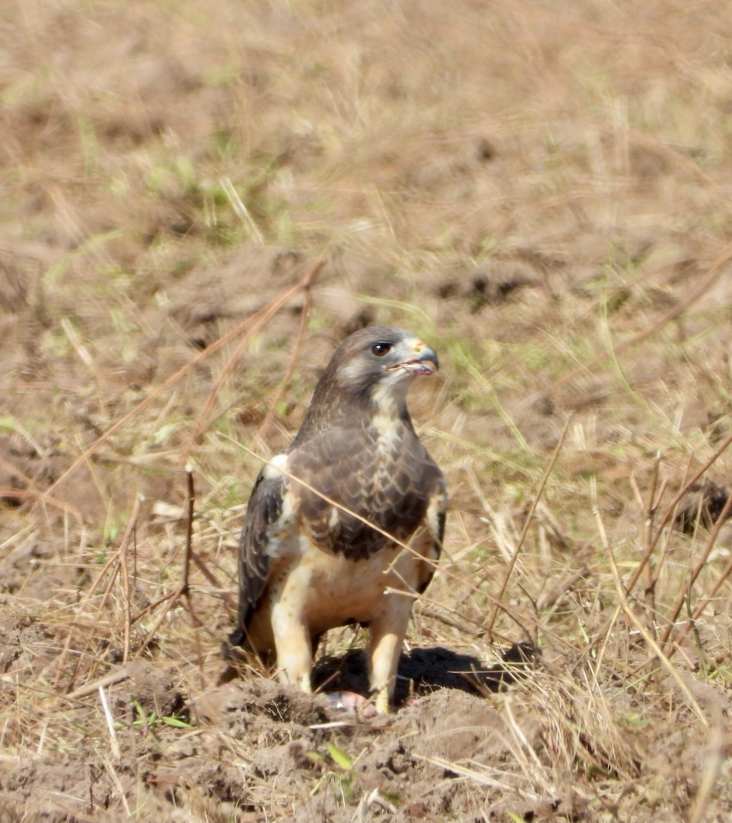 Swainson's Hawk - ML643210376