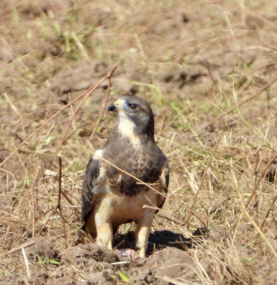 Swainson's Hawk - ML643210377