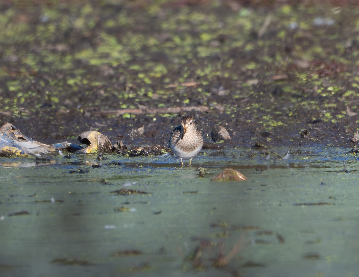 Pectoral Sandpiper - ML643210378
