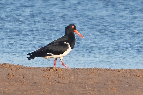 Pied Oystercatcher - ML643210411