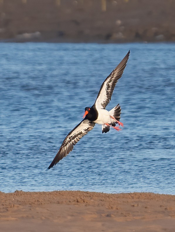 Pied Oystercatcher - ML643210413