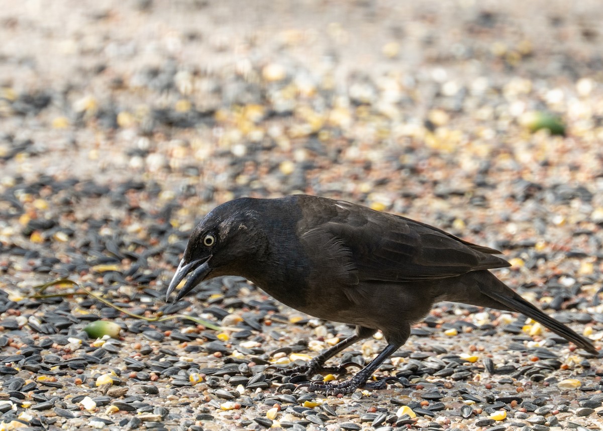 Common Grackle - ML643210417