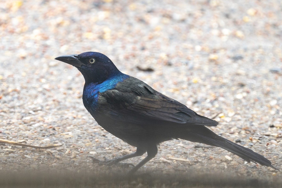 Common Grackle - ML643210418
