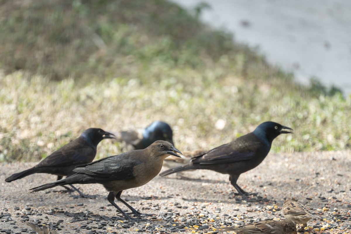 Great-tailed Grackle - ML643210421