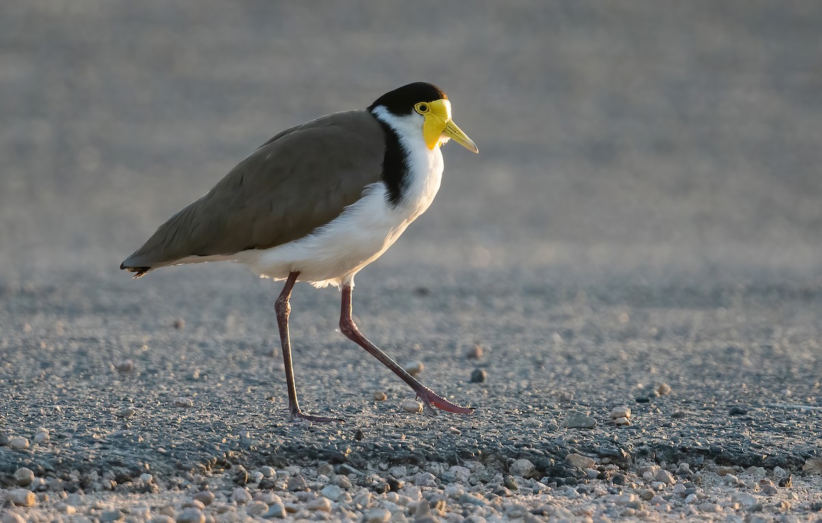 Masked Lapwing - ML643210432