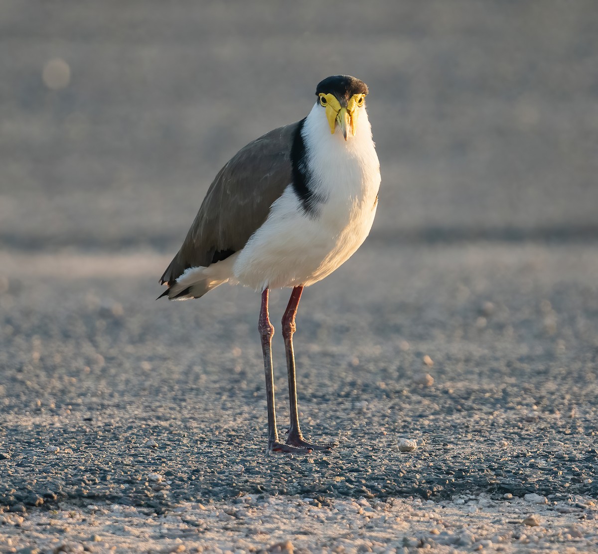 Masked Lapwing - ML643210433