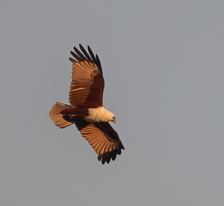 Brahminy Kite - ML643210456