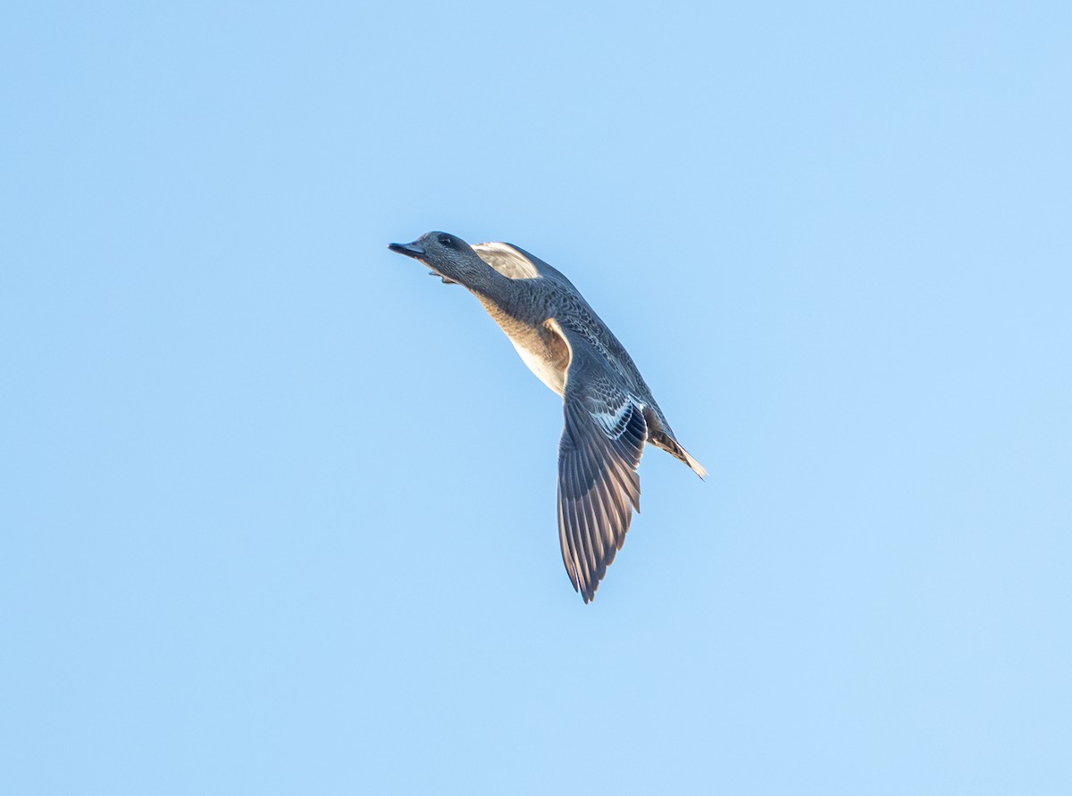 American Wigeon - ML643210461