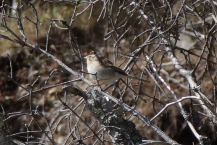 Clay-colored Sparrow - ML643210469