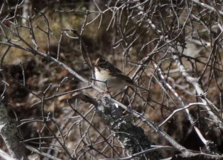 Clay-colored Sparrow - ML643210470
