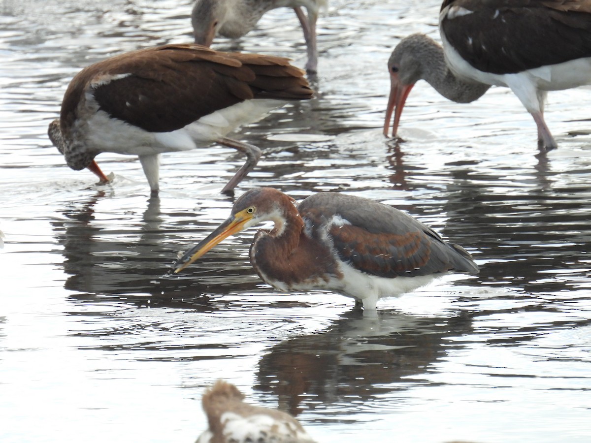 Tricolored Heron - ML643210471