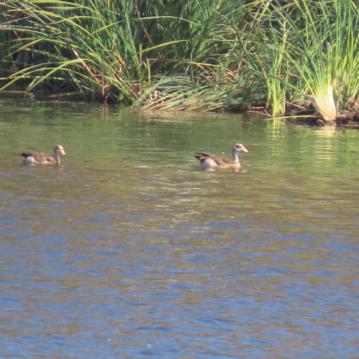 Egyptian Goose - ML643210481