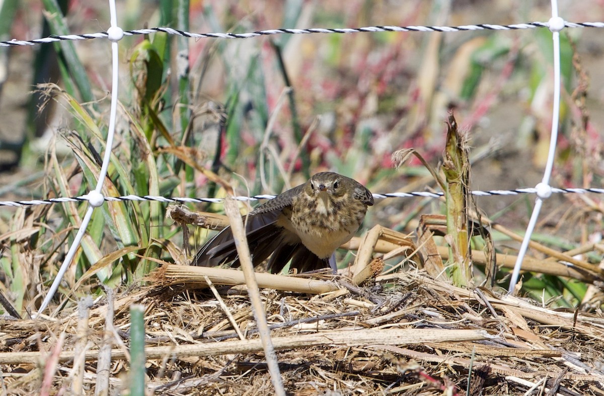 American Pipit - ML643210487