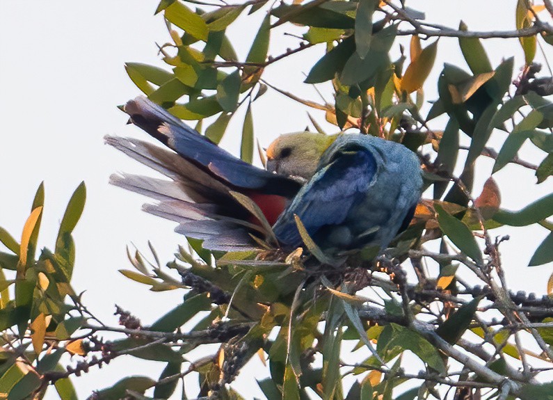 Pale-headed Rosella - ML643210527