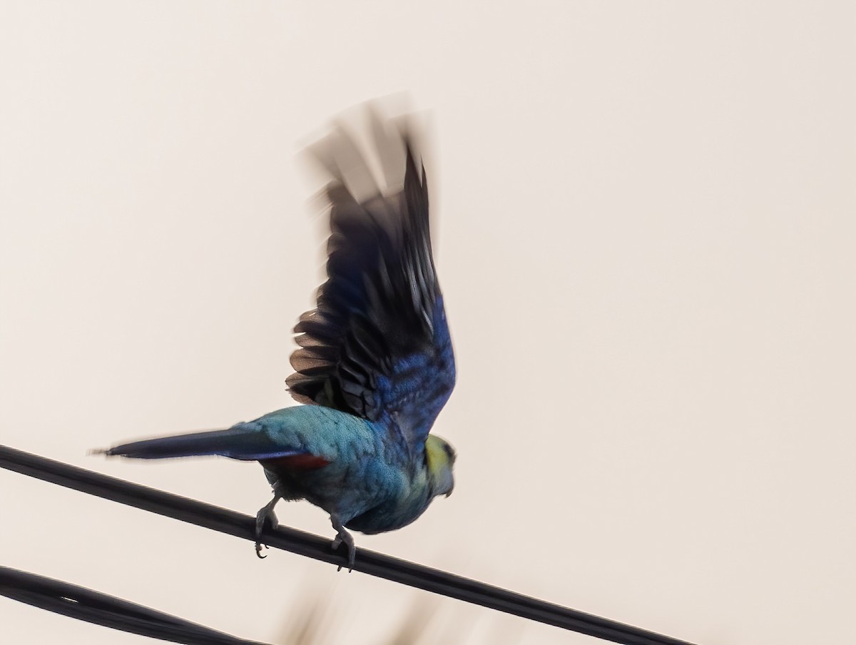 Pale-headed Rosella - ML643210530