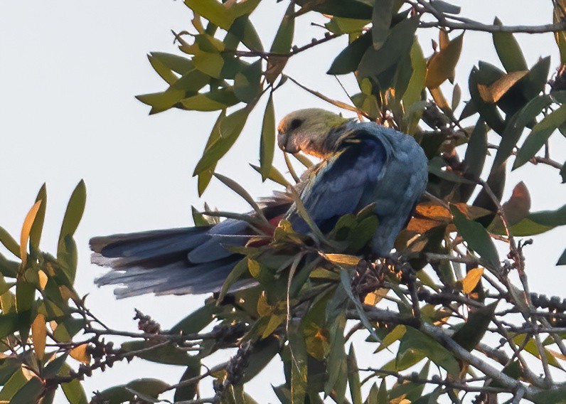 Pale-headed Rosella - ML643210531