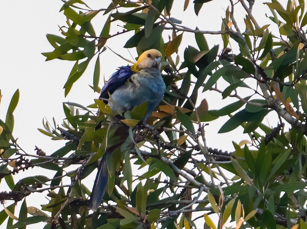 Pale-headed Rosella - ML643210532