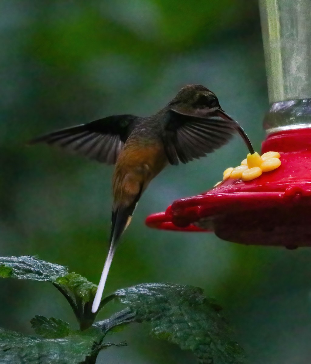 Tawny-bellied Hermit - ML643210535