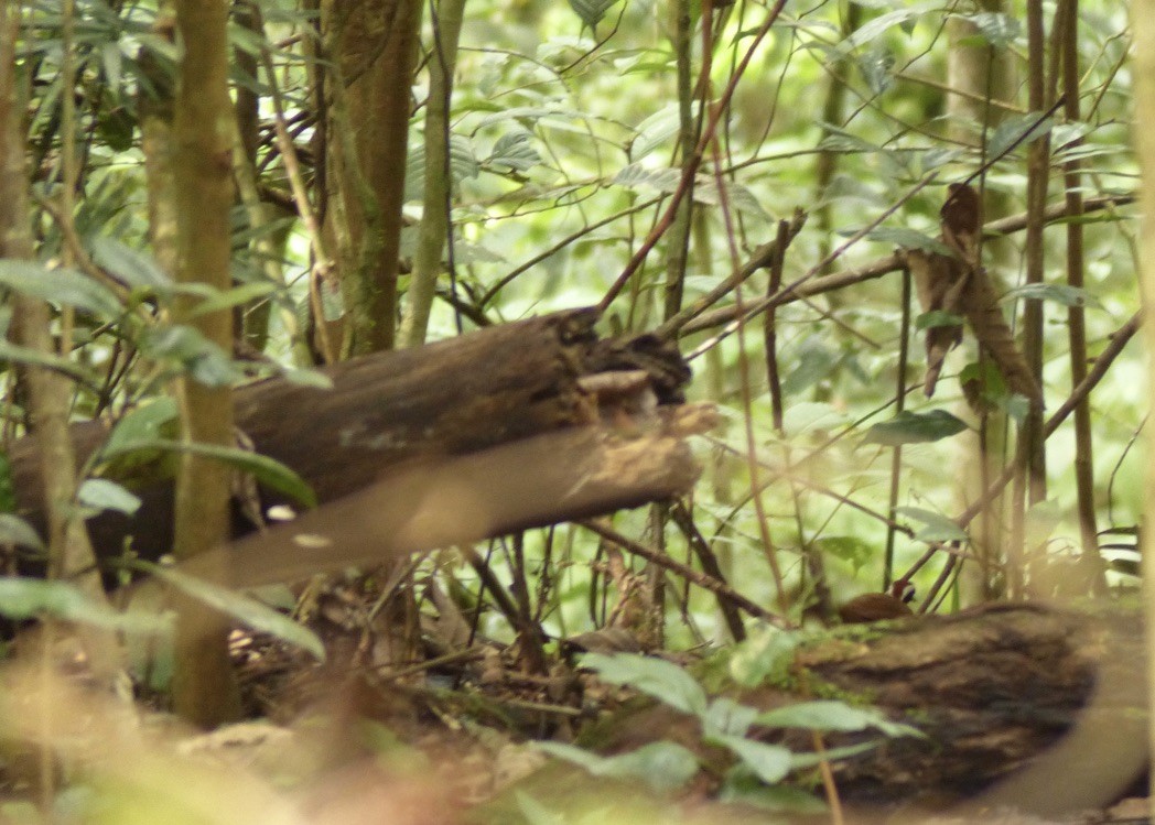 Malaysian Rail-babbler - ML643210549