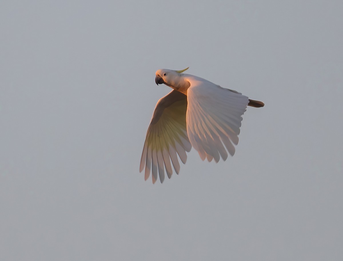 Sulphur-crested Cockatoo - ML643210558