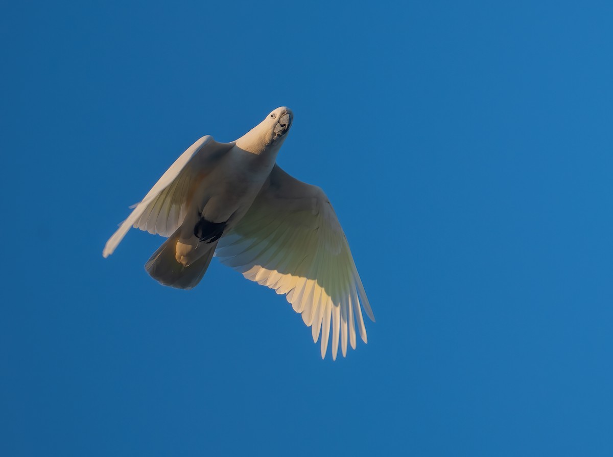 Sulphur-crested Cockatoo - ML643210559