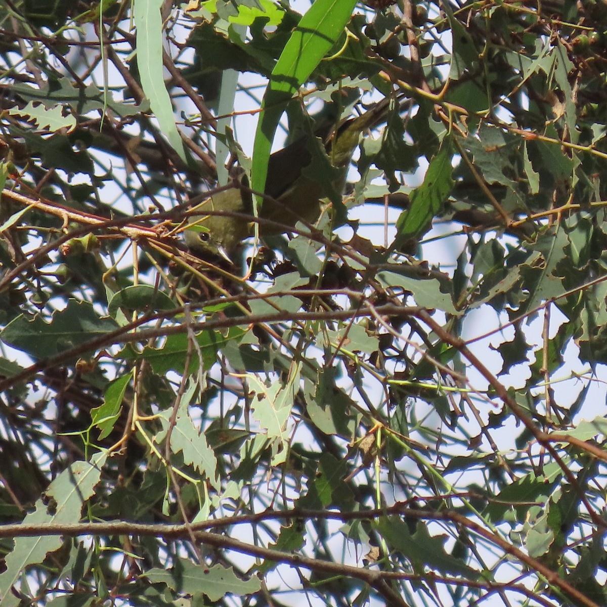 Orange-crowned Warbler - ML643210603