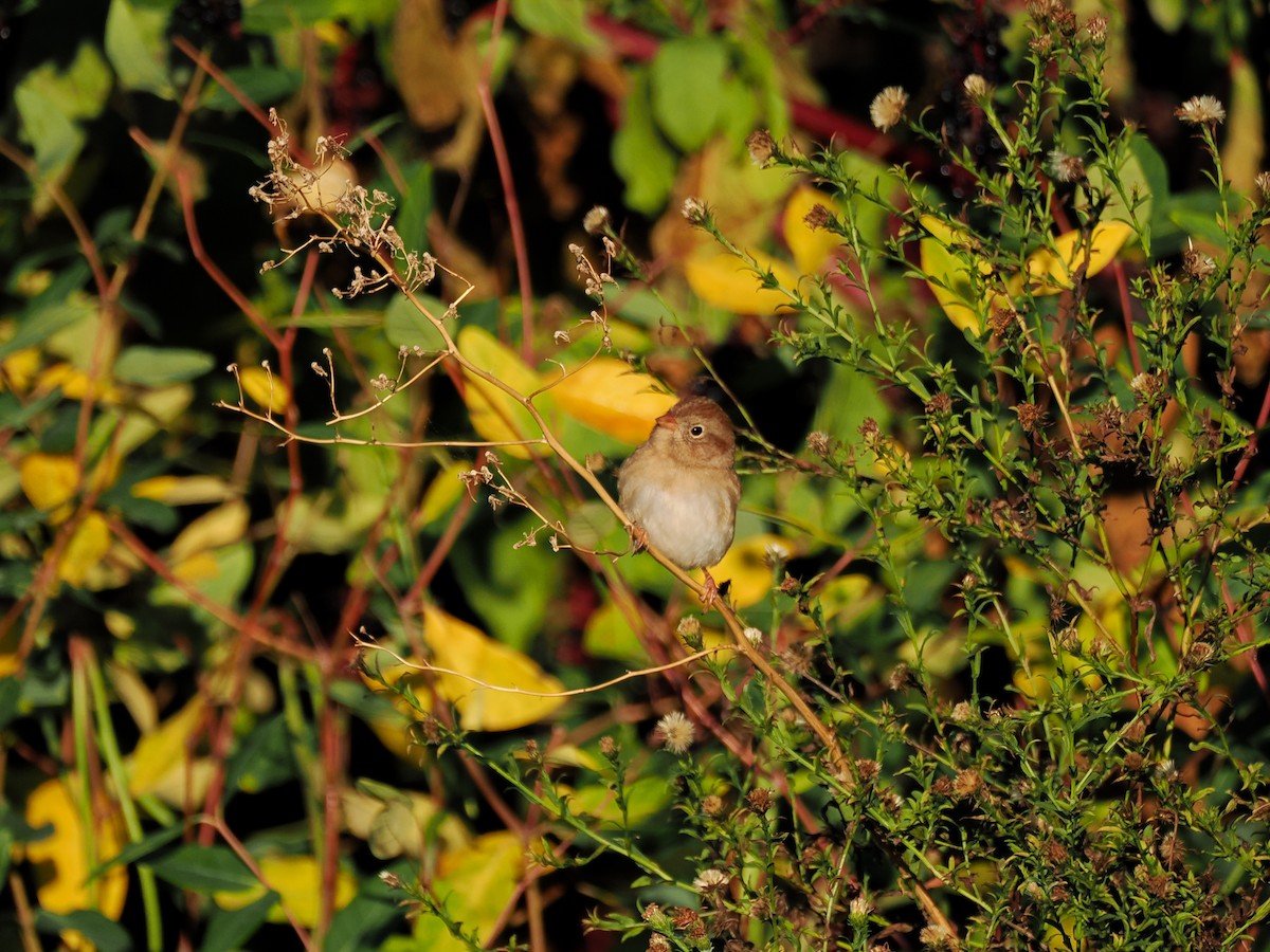 Field Sparrow - ML643210613
