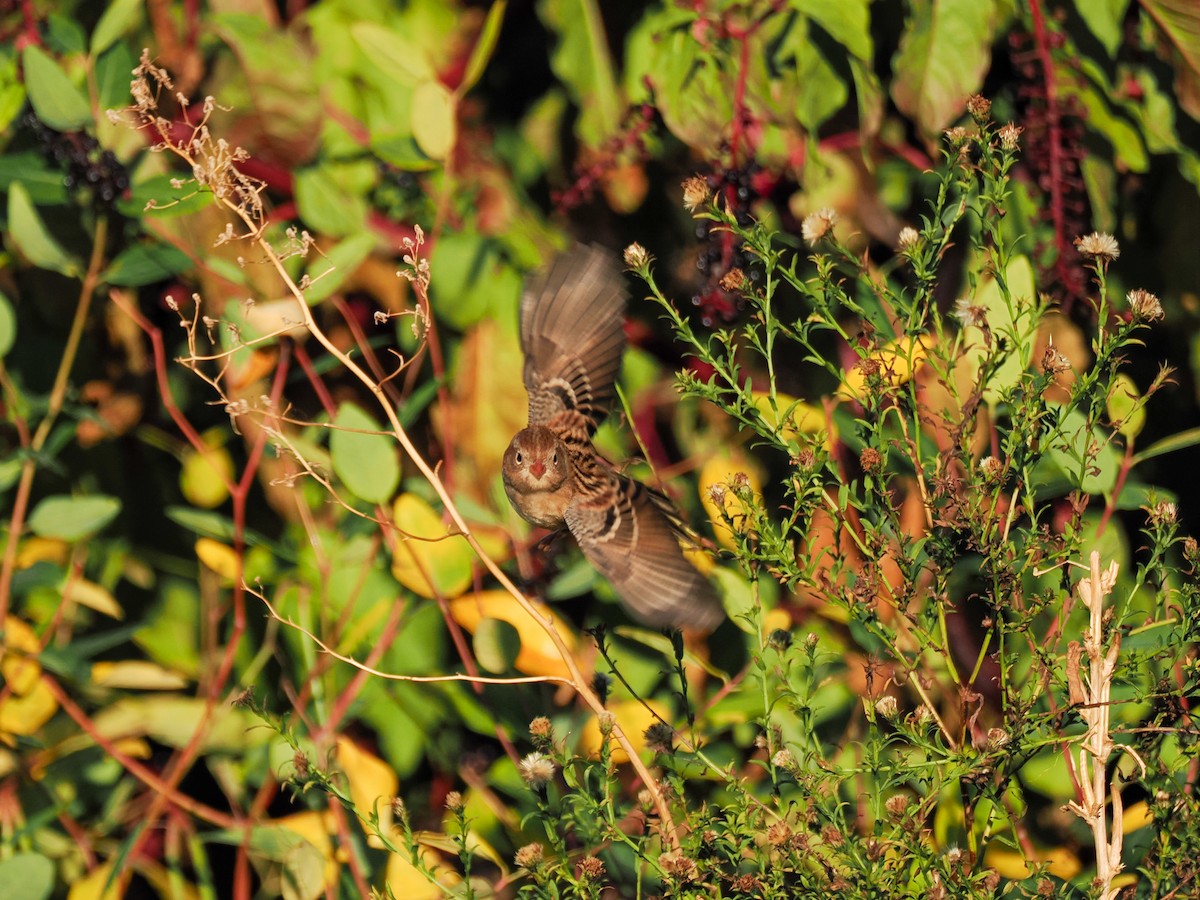 Field Sparrow - ML643210614