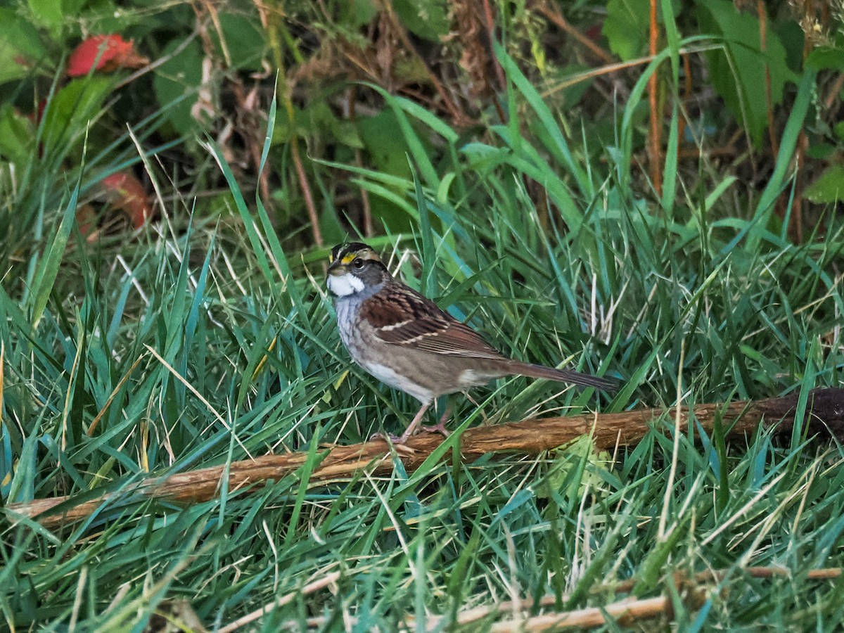 White-throated Sparrow - ML643210616