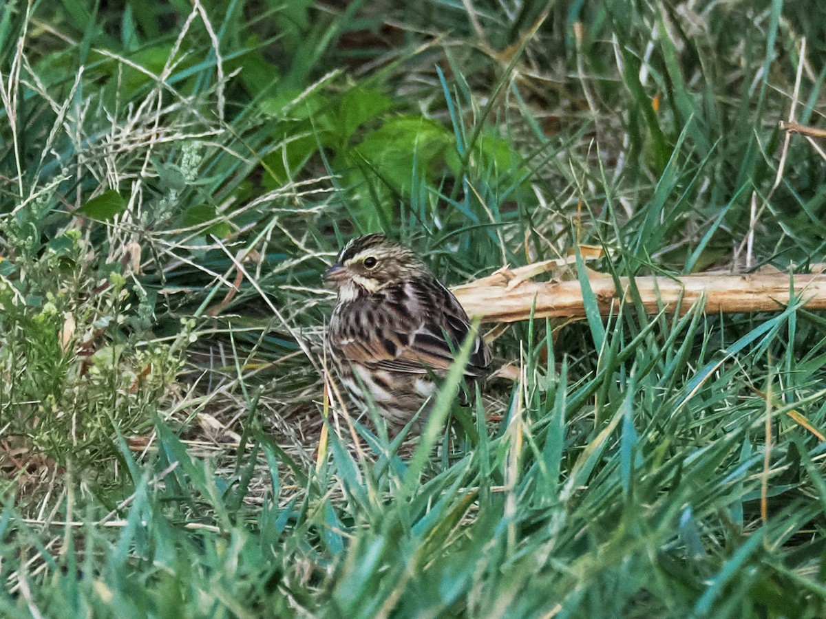 Savannah Sparrow - ML643210617
