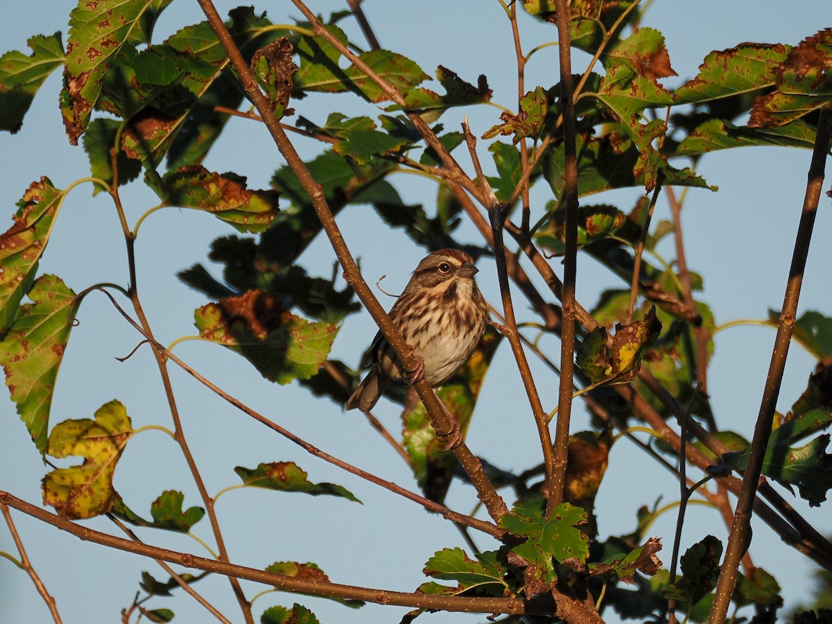 Song Sparrow - ML643210625