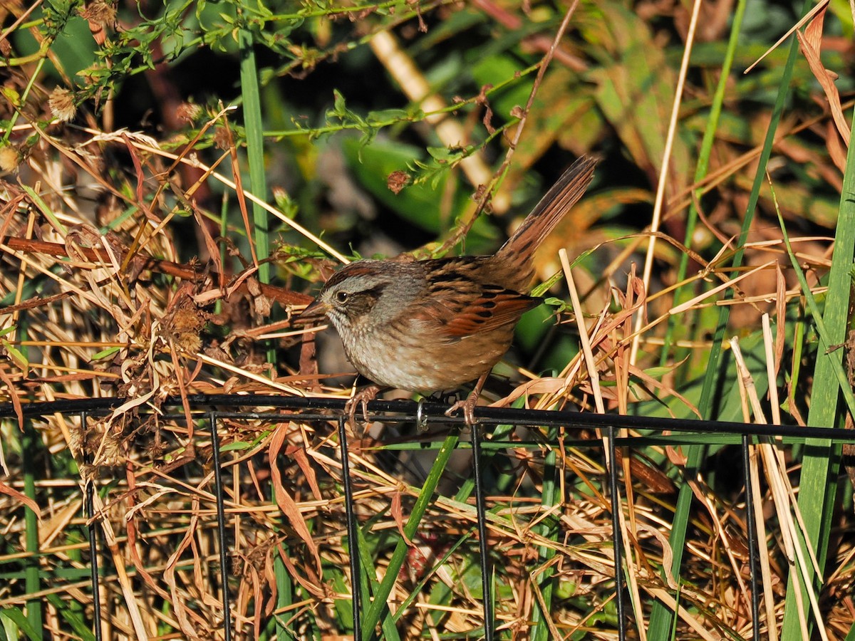 Swamp Sparrow - ML643210634