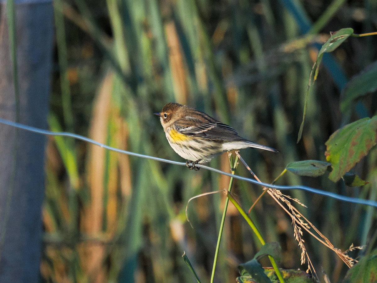 Yellow-rumped Warbler - ML643210666