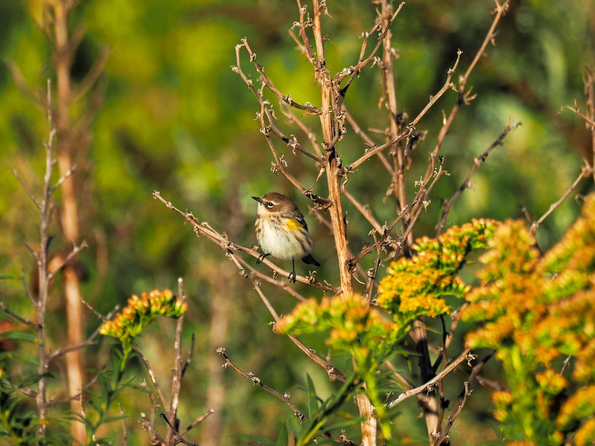 Yellow-rumped Warbler - ML643210669
