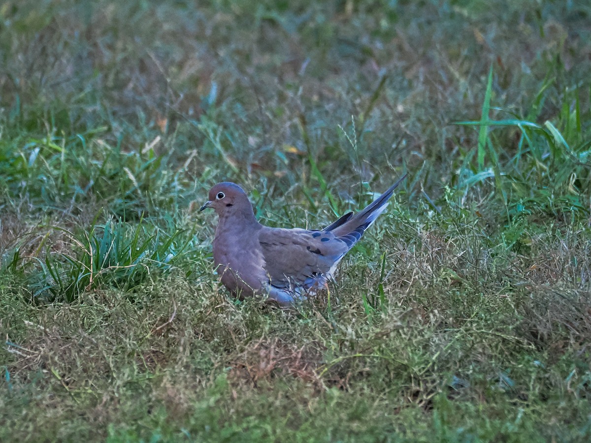Mourning Dove - ML643210682