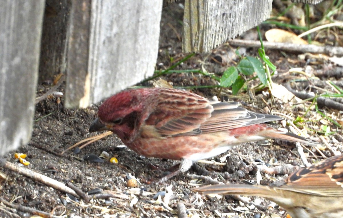 Purple Finch - ML643210717