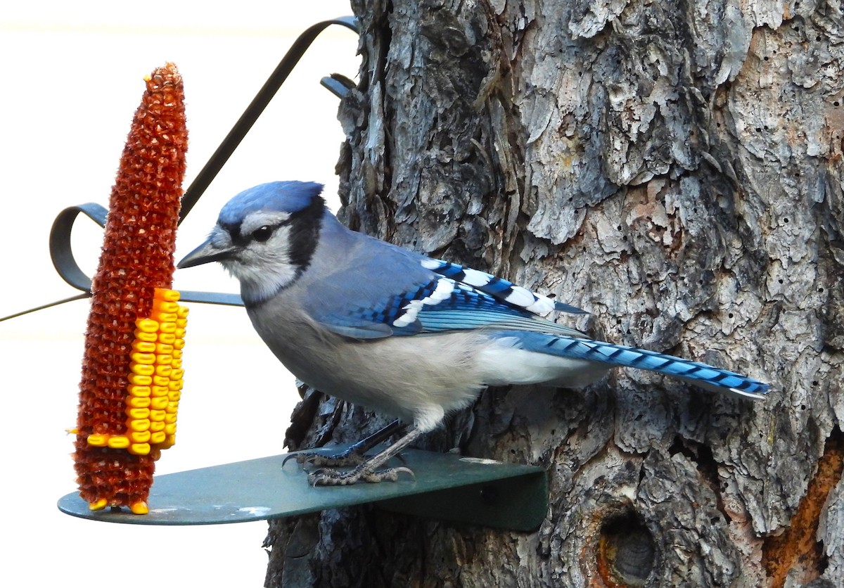 Blue Jay - ML643210738