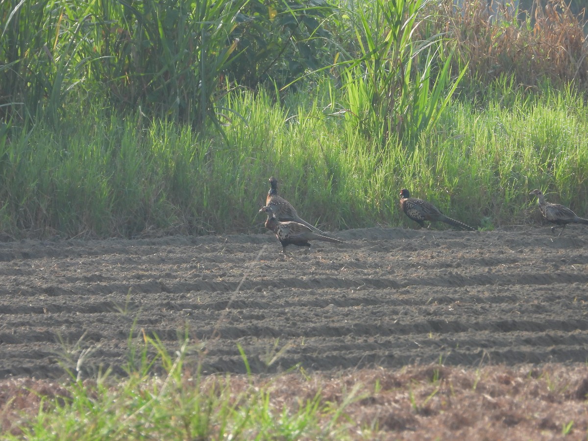Ring-necked Pheasant - ML643210784